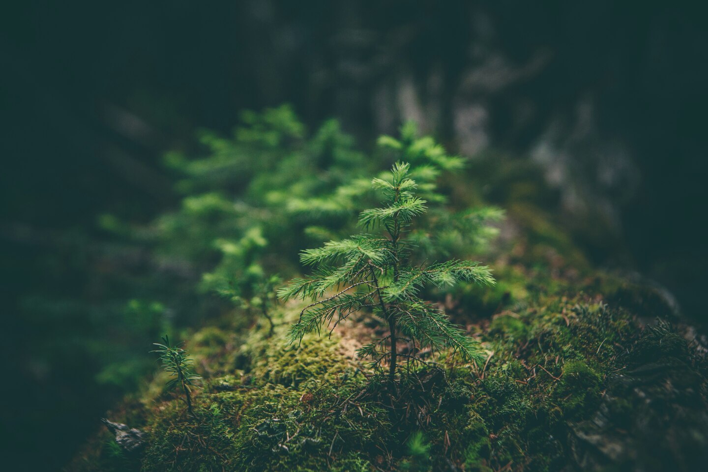 green tree